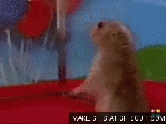 Squirrel What GIF - Squirrel What Shocked GIFs