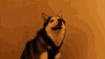 a husky dog is smiling in front of a wall with the word wat in white letters