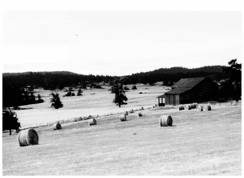 a black and white photo of hay bales and a barn