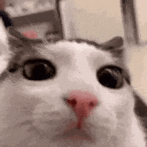 Cat Blinking GIF - Cat Blinking Blinking Cat GIFs