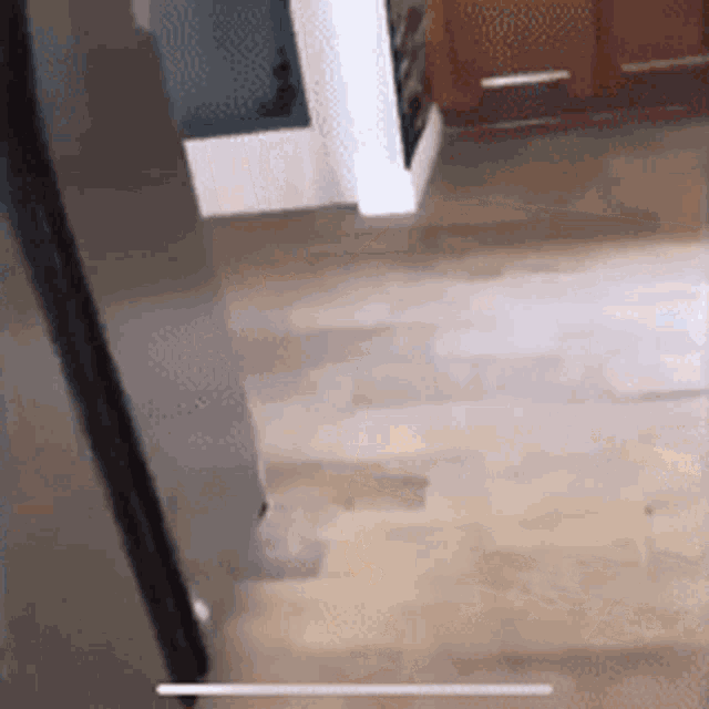 Well Hi Cat GIF Well Hi Cat Tom Discover & Share GIFs