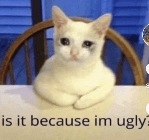 a white cat is sitting on a table next to a sign that says `` is it because im ugly ? ''
