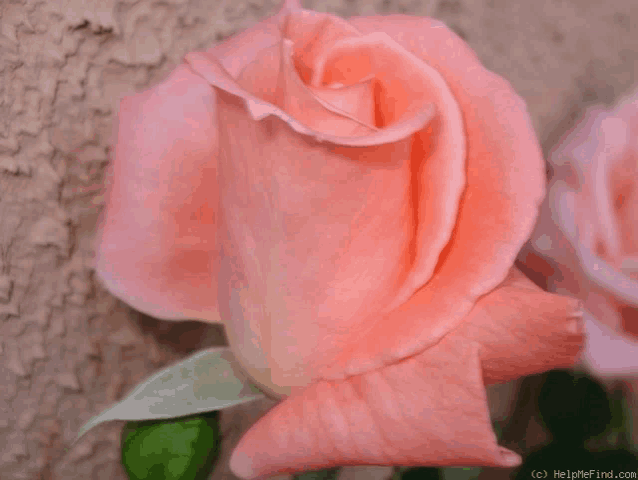 With Love Meme