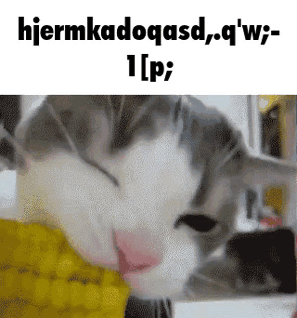 a cat is eating corn on the cob and the caption says " hiermkadogasd , q ' w "