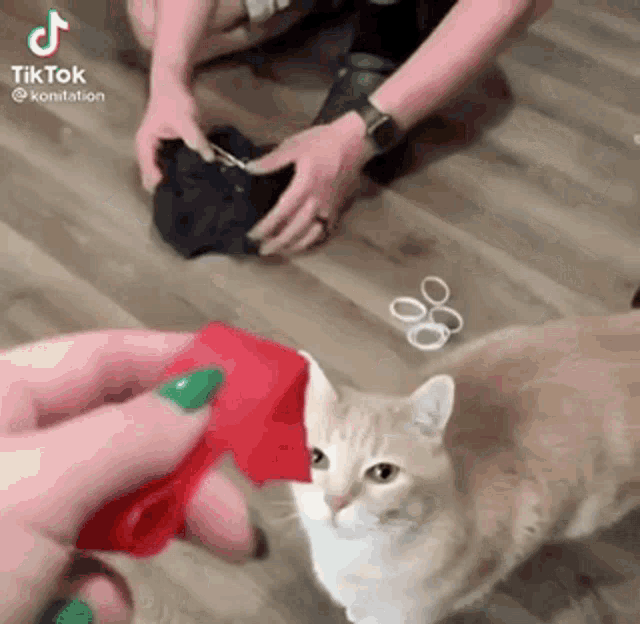 Cat Grabbing GIF - Cat Grabbing Reaching GIFs