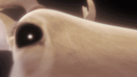 a close up of a white animal 's eye