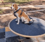 a brown and white dog is sitting on top of a round table