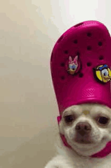 a small white dog is wearing a pink croc hat with donald duck and daisy duck pins .