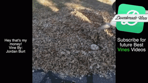 a screenshot of a video by jordan burt titled hey that 's my money vine by