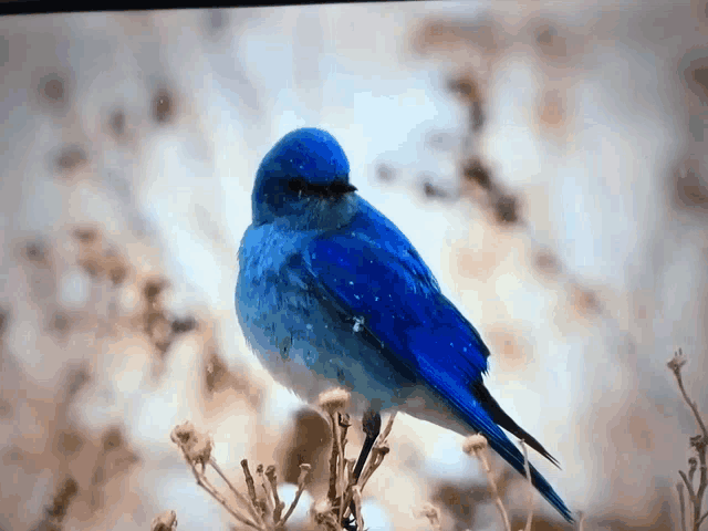 a small blue bird perched on a plant
