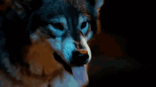 a close up of a husky with its mouth open