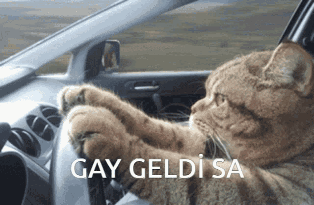 a cat is driving a car with the words gay geldi sa written on the bottom