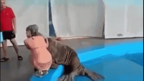 a walrus is hugging a woman in a swimming pool .