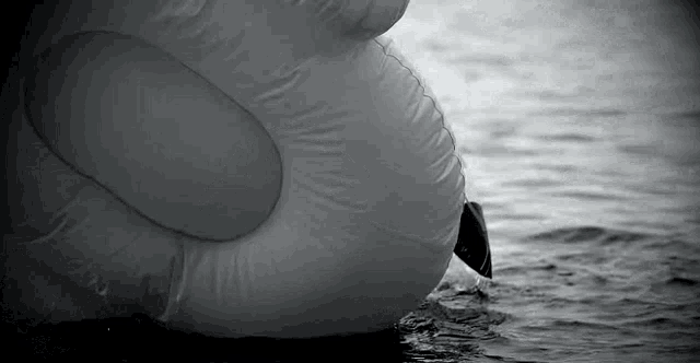 a black and white photo of an inflatable swan floating in the water .