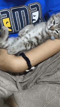 a kitten is laying on a person 's arm with a shirt that says ama on it