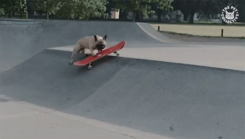 Dog Riding Skateboard Skater GIF - Dog Riding Skateboard Skater Dog GIFs