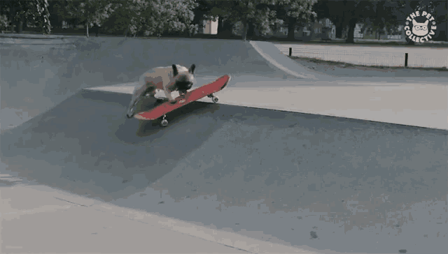 a pug dog is riding a skateboard on a ramp with a logo that says one paw at the bottom