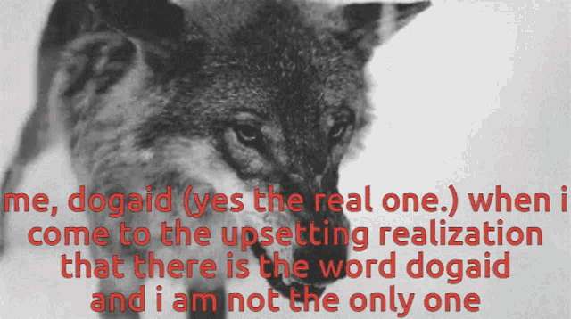 a black and white photo of a wolf with a caption that says me dogaid yes the real one