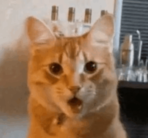 Alre Cat Orange Surprised Gagged Mouth Open Orange Cat GIF - Alre Cat Orange Surprised Gagged Mouth Open Alre Cat Orange Cat GIFs