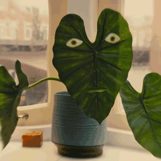 a potted plant with a heart shaped leaf that has eyes on it