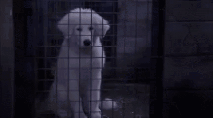 a white puppy is sitting in a cage behind bars .