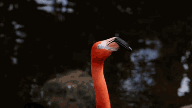 Flamingo Dance GIF - Flamingo Dance GIFs