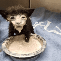 a kitten sitting next to a bowl of food on a blue towel