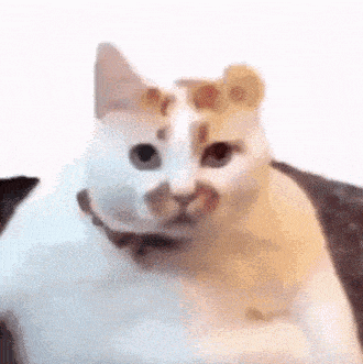 a white cat with a collar is sitting on a couch .