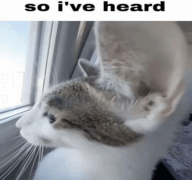 So Ive Heard Meme GIF - So Ive Heard Meme Cat GIFs