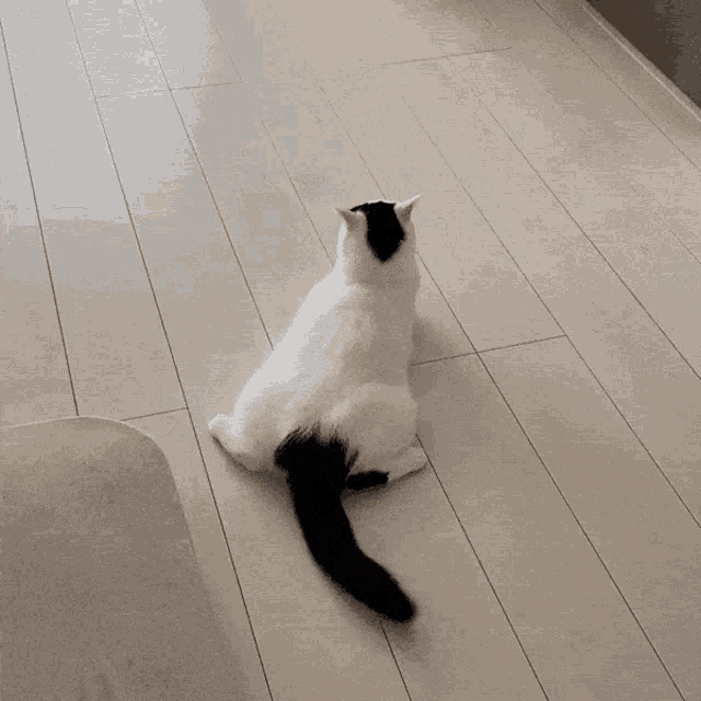 a black and white cat is sitting on a white wooden floor