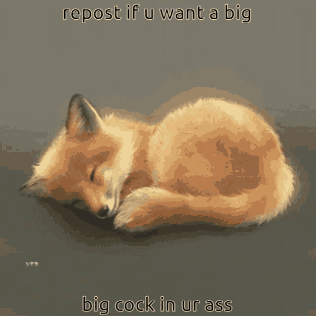 a picture of a sleeping fox with the words repost if u want a big big cock in ur ass