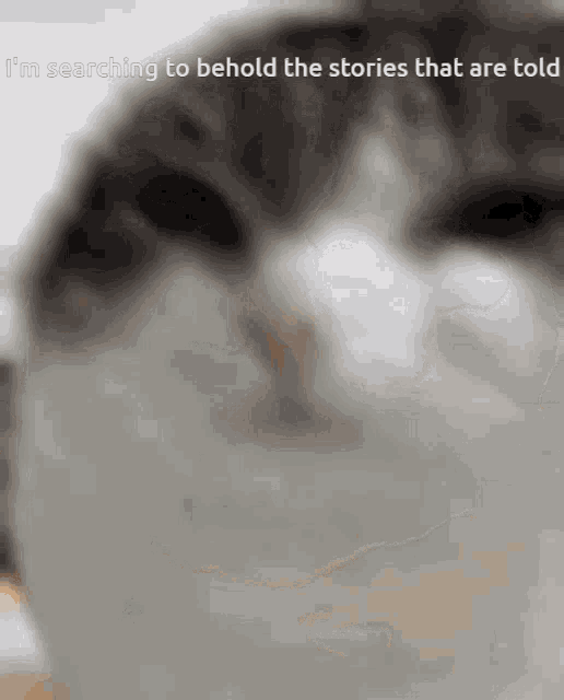 a close up of a cat 's face with the words i 'm searching to behold the stories that are told above it