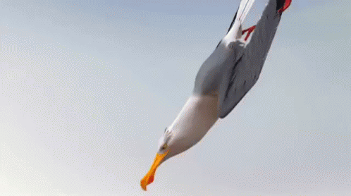 Don'T Mess With The Crabs GIF - Crab Seagulls Pinchers GIFs