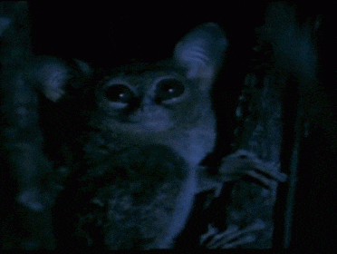 a close up of a rat in the dark