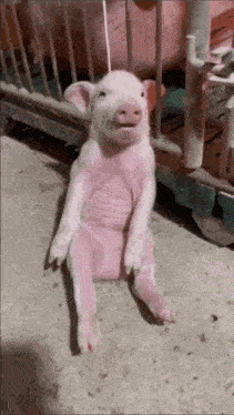 a baby pig is sitting on the ground in a cage .