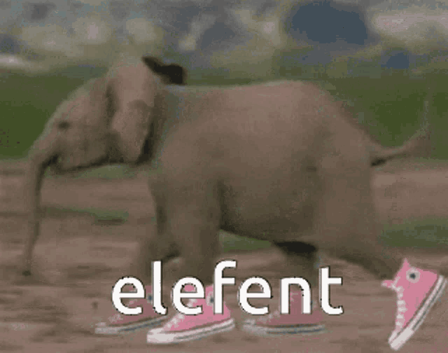 a baby elephant wearing pink converse shoes is walking on the ground .