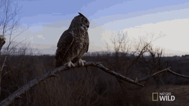 Standing Still Great Horned Owl On The Hunt GIF - Standing Still Great Horned Owl On The Hunt Watching The Sunset GIFs