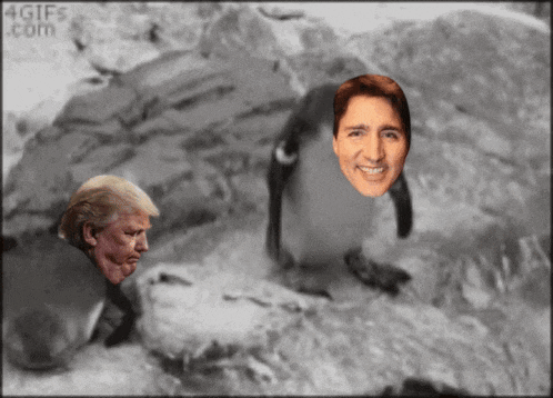 a penguin with donald trump 's face on it