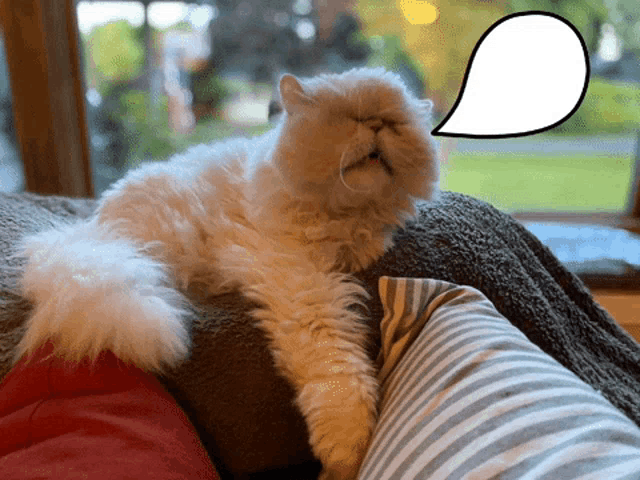 a cat is laying on a couch with a speech bubble above it