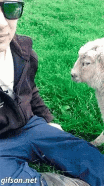 Sheep Want GIF - Sheep Want Wants Some Attention GIFs