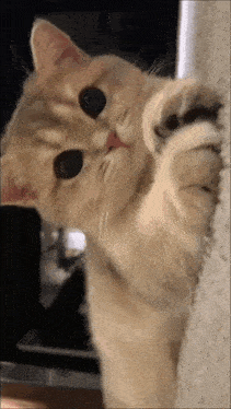 Cute Cat GIF - Cute Cat Kotek GIFs