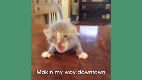 Makin My Way Downtown  GIF - Makin My Way Downtown Cat Kitten GIFs