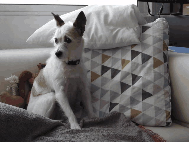 a dog sitting on a couch next to a pillow with a triangle pattern