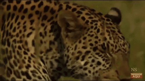Leopard Big Cat GIF - Leopard Big Cat Wild GIFs