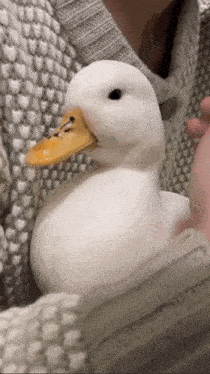 Hug Me GIF - Hug Me Duck GIFs