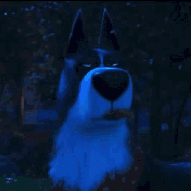 a husky dog is standing in front of a house at night with a blue light shining on it .