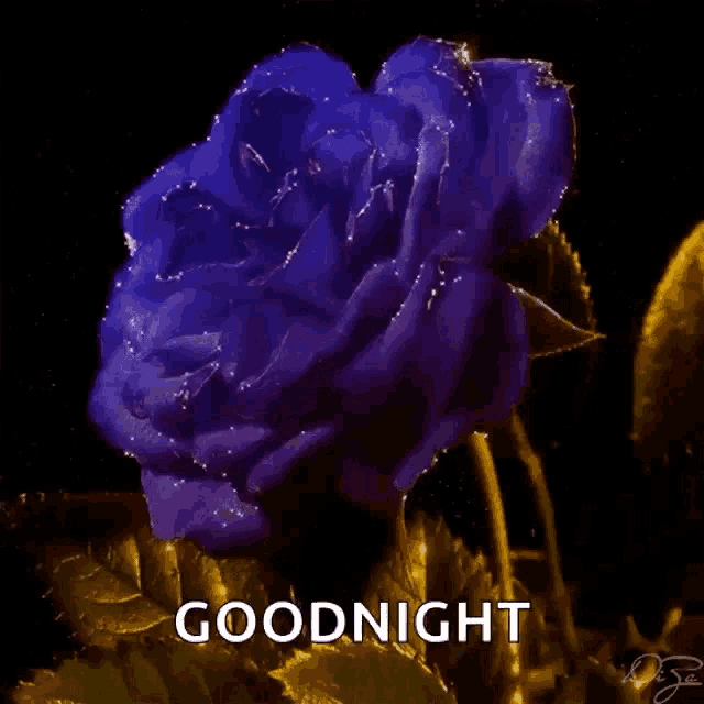 a purple rose with the words goodnight written on it