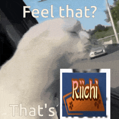a picture of a white dog with the words feel that that 's richi