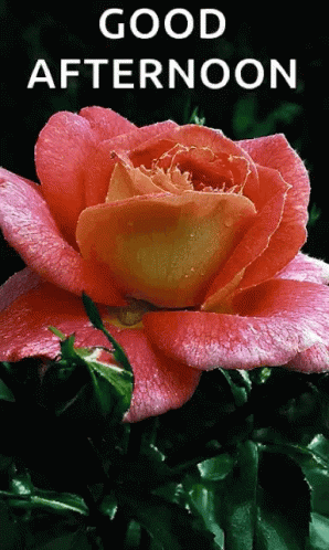 Sparkle Pink Rose GIF - Sparkle Pink Rose Glitter GIFs