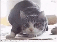 Cat Wiggle GIF - Cat Wiggle Hamster GIFs